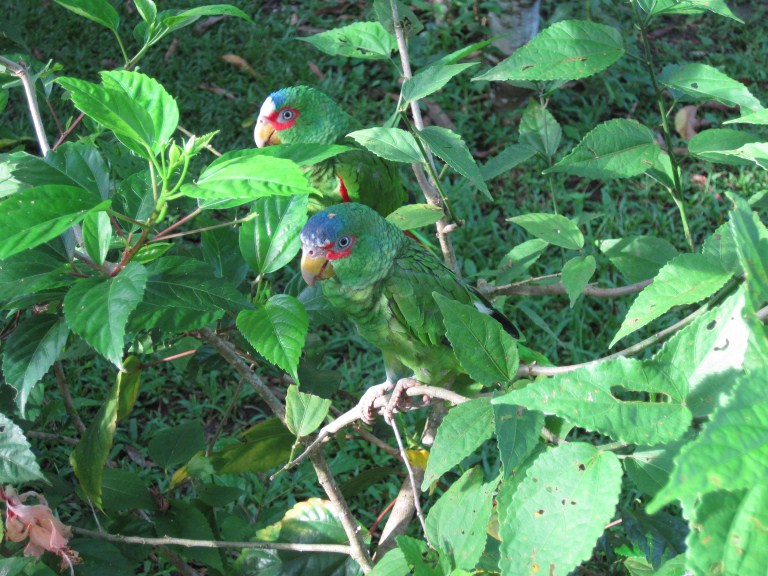 slideshow image